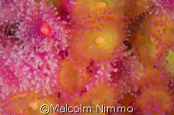 Mix of  pretty jewel anenomes from the Isles of Scilly   by Malcolm Nimmo 